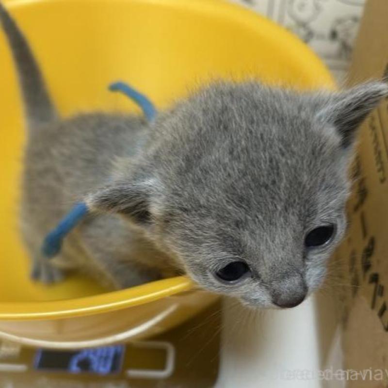 販売中の兵庫県のロシアンブルー-135168