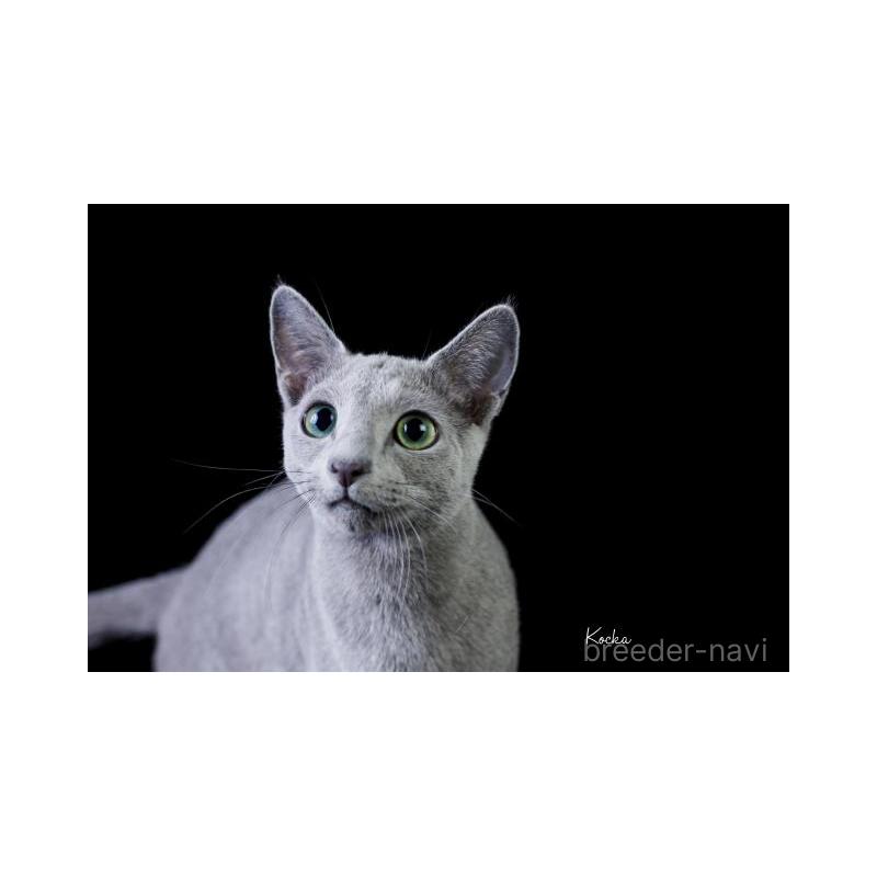 販売中の兵庫県のロシアンブルー-135169の3枚目