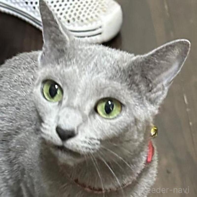 販売中の兵庫県のロシアンブルー-135169の2枚目