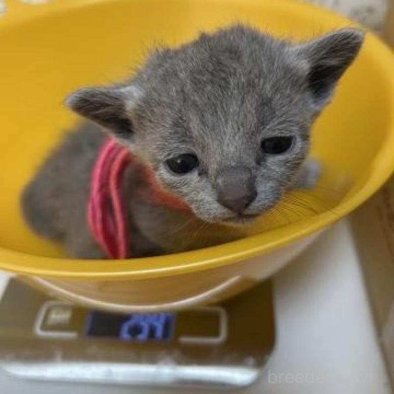 販売中の兵庫県のロシアンブルー-135169の1枚目