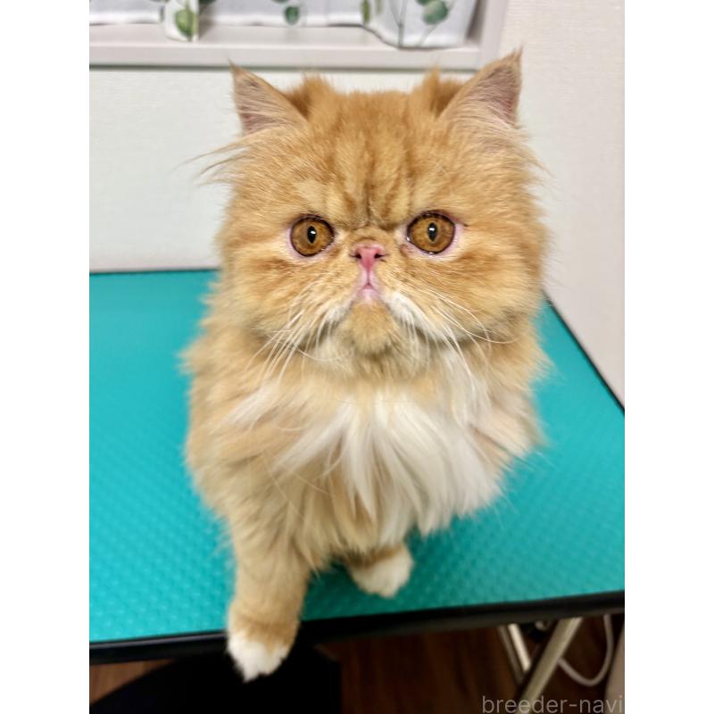 アンちゃん1枚目