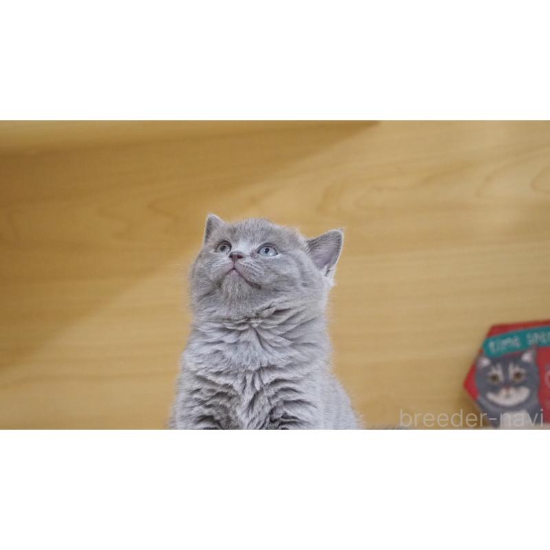 販売中の大阪府のブリティッシュショートヘア-135170の18枚目