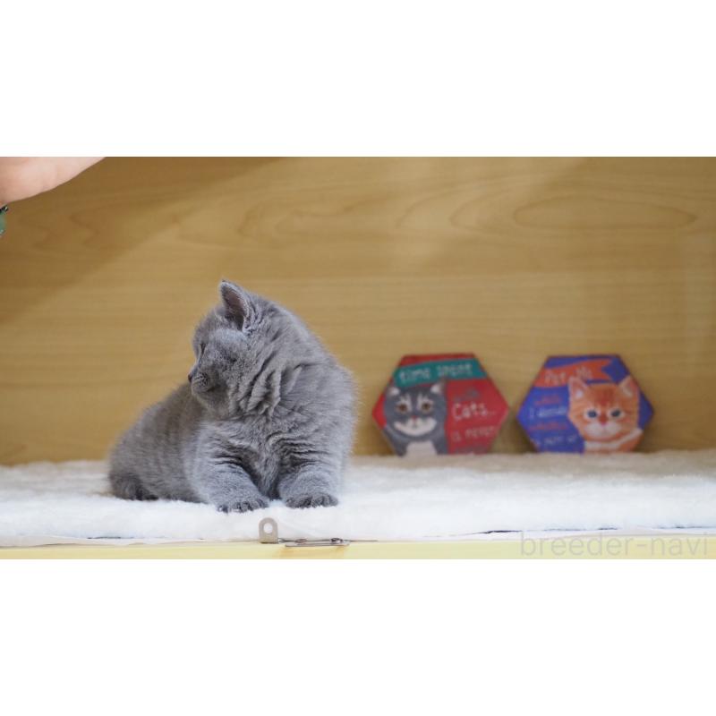 販売中の大阪府のブリティッシュショートヘア-135170の17枚目