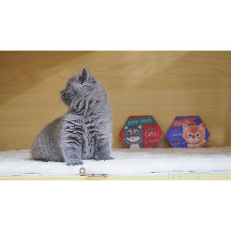 販売中の大阪府のブリティッシュショートヘア-135170の16枚目