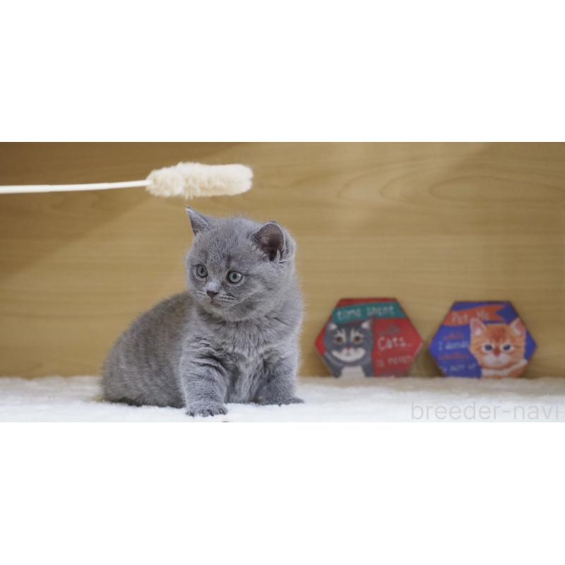 販売中の大阪府のブリティッシュショートヘア-135170の15枚目