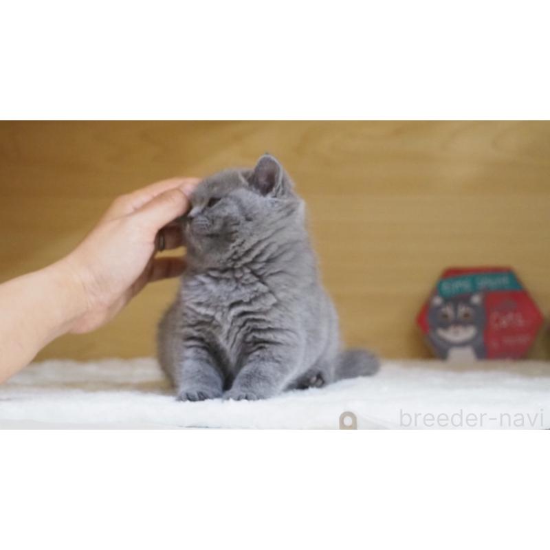 販売中の大阪府のブリティッシュショートヘア-135170の14枚目