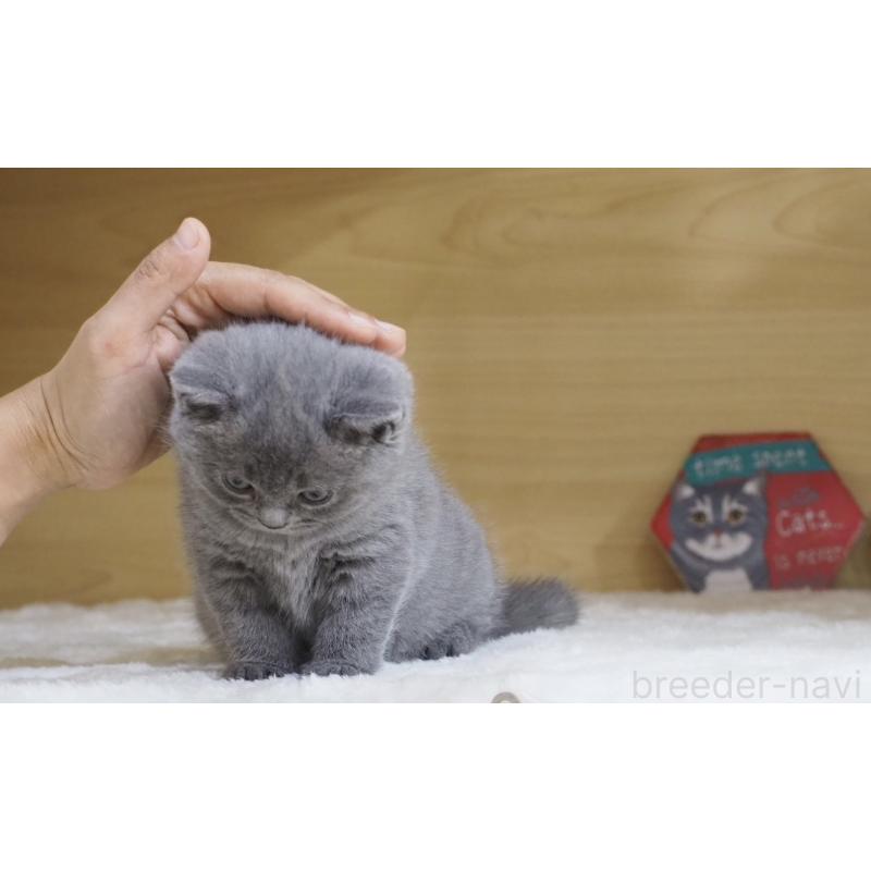 販売中の大阪府のブリティッシュショートヘア-135170の13枚目