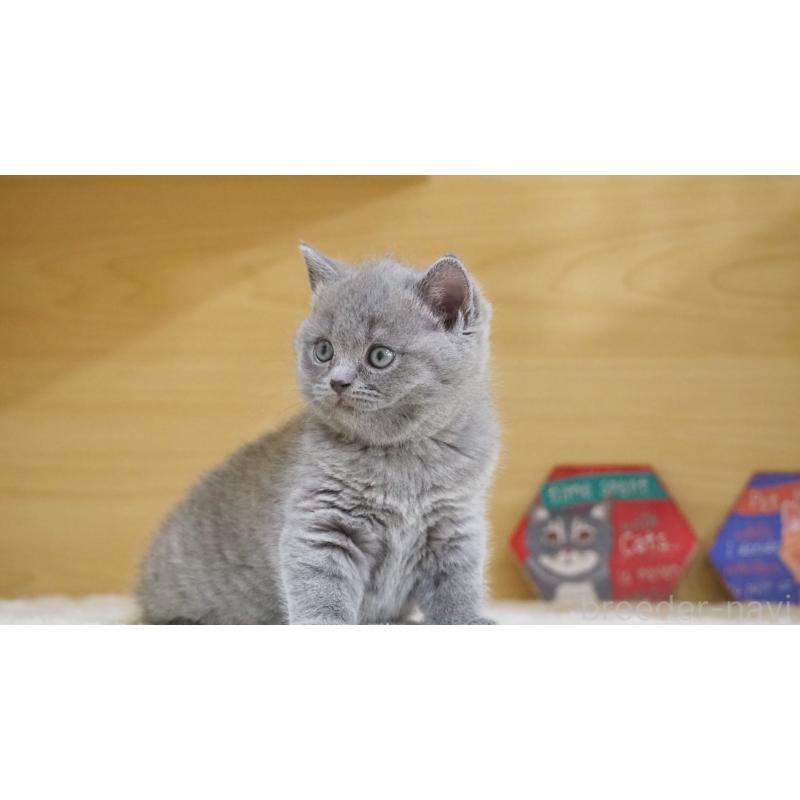 販売中の大阪府のブリティッシュショートヘア-135170の12枚目