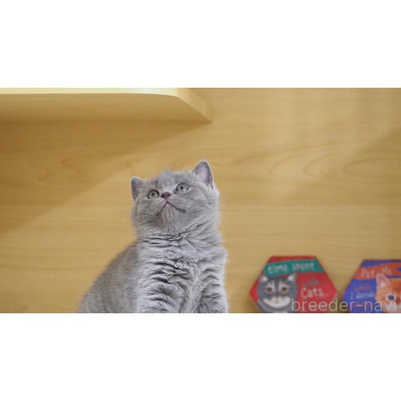 販売中の大阪府のブリティッシュショートヘア-135170の11枚目