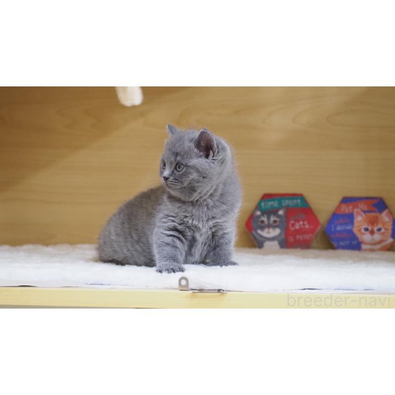 販売中の大阪府のブリティッシュショートヘア-135170の10枚目