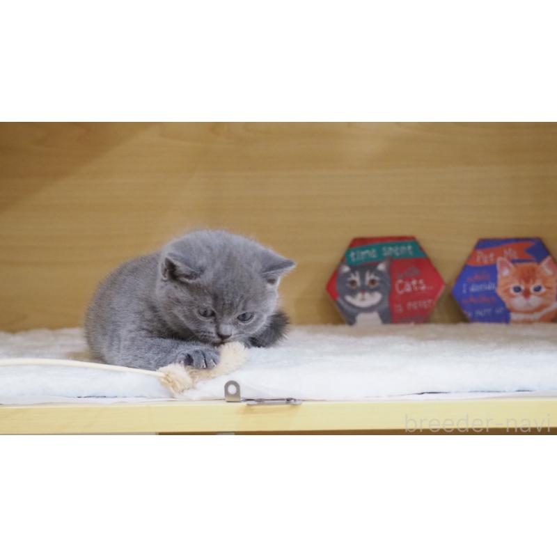 販売中の大阪府のブリティッシュショートヘア-135170の9枚目