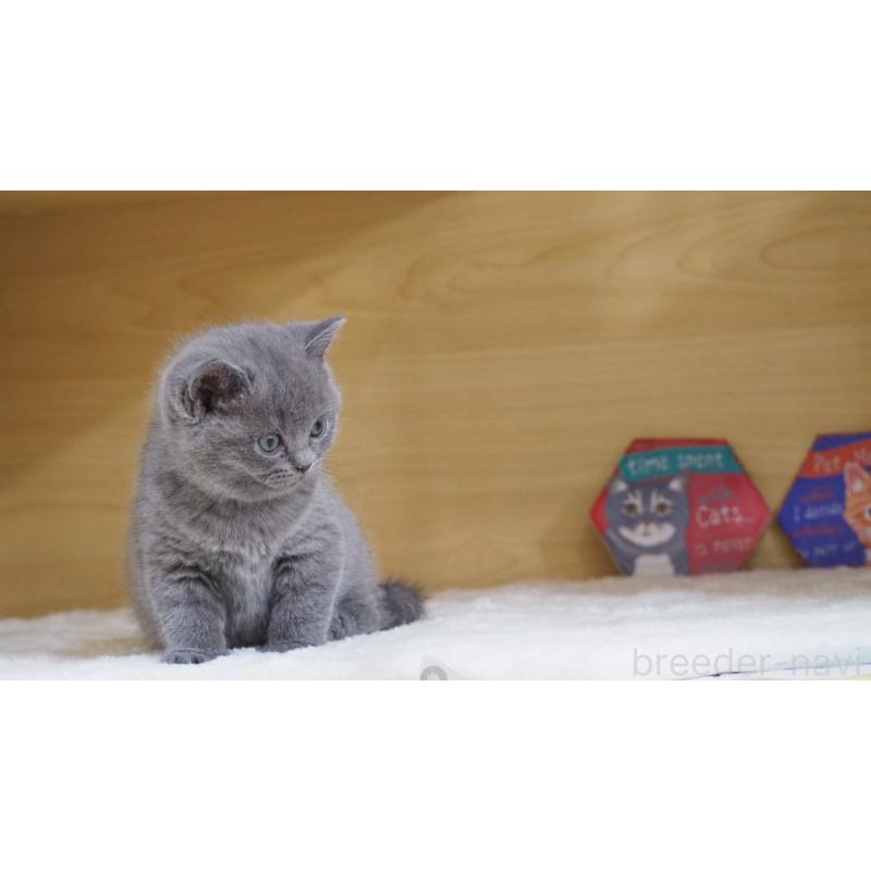 販売中の大阪府のブリティッシュショートヘア-135170の8枚目