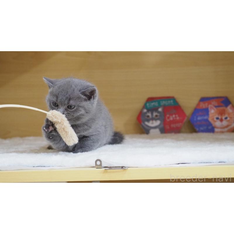 販売中の大阪府のブリティッシュショートヘア-135170の7枚目