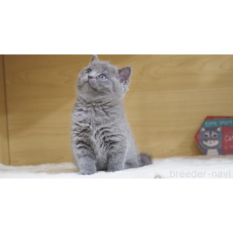 販売中の大阪府のブリティッシュショートヘア-135170の6枚目