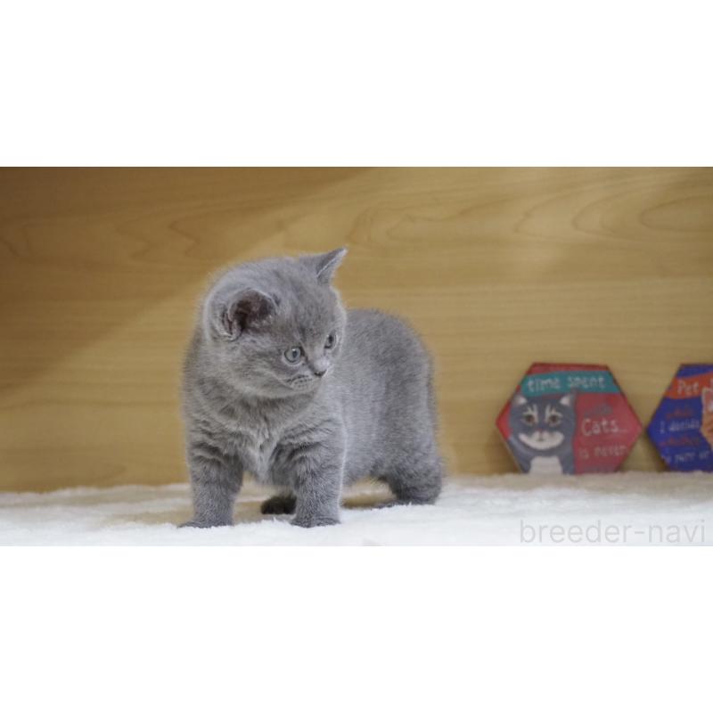 販売中の大阪府のブリティッシュショートヘア-135170の5枚目