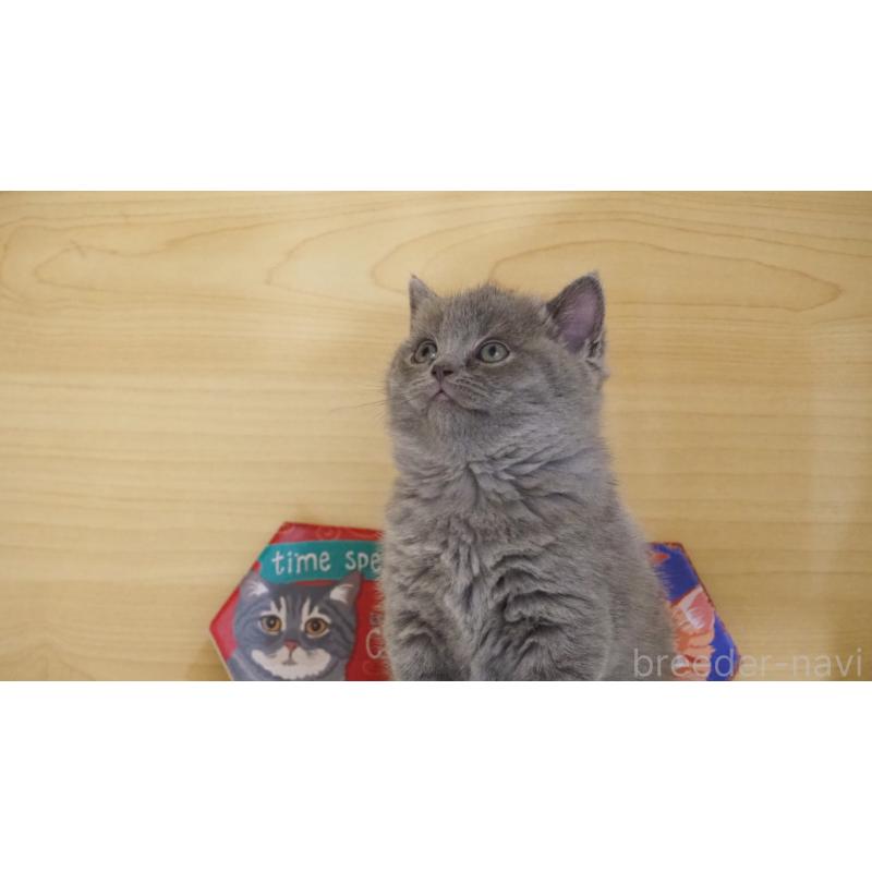 販売中の大阪府のブリティッシュショートヘア-135170の4枚目