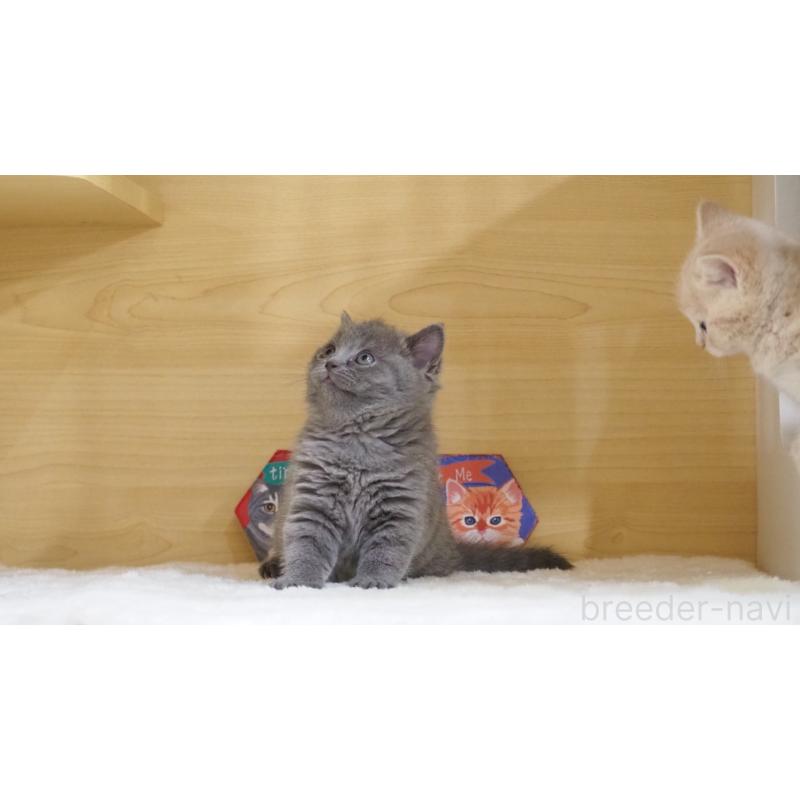 販売中の大阪府のブリティッシュショートヘア-135170の3枚目