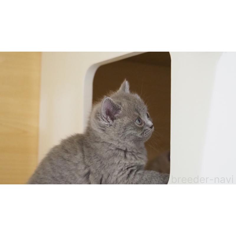 販売中の大阪府のブリティッシュショートヘア-135170の2枚目