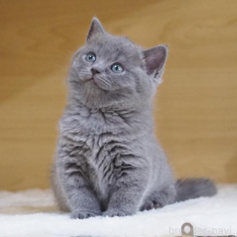 販売中の大阪府のブリティッシュショートヘア-135170の1枚目