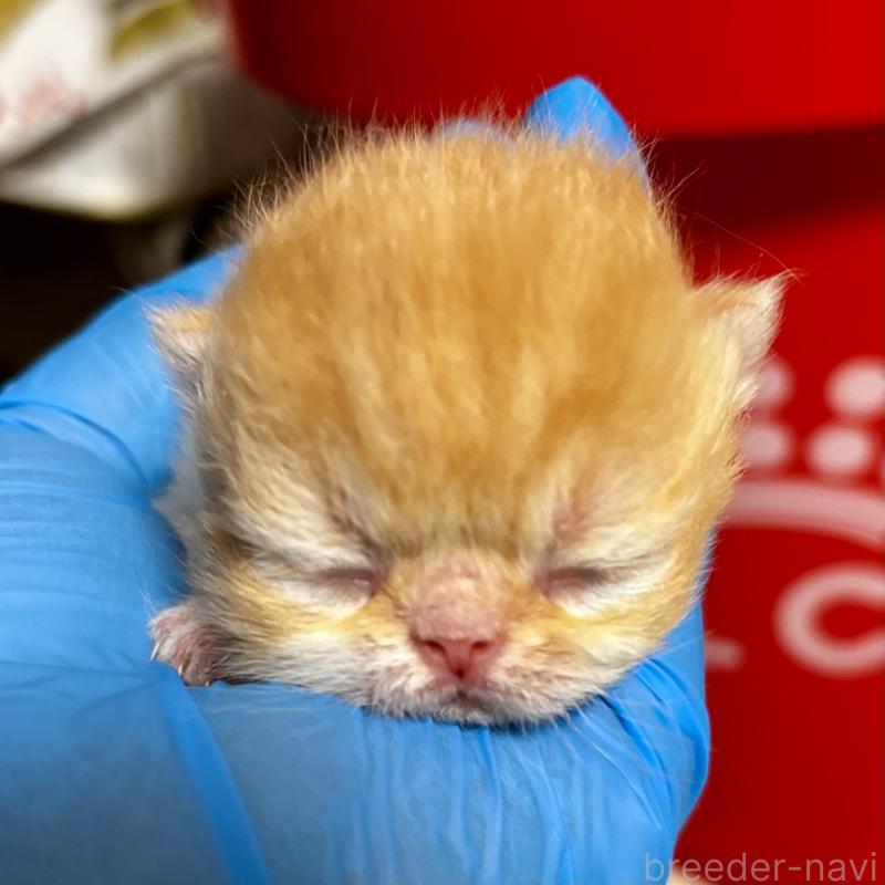 販売中の埼玉県のエキゾチックショートヘア-135171