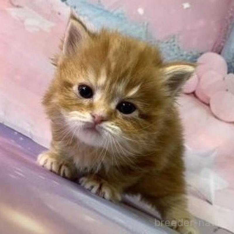 販売中の大阪府のスコティッシュフォールド-135175の6枚目