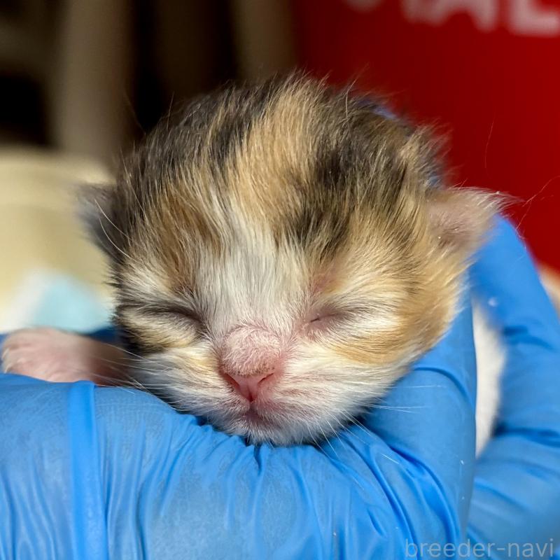 販売中の埼玉県のエキゾチックロングヘア-135173