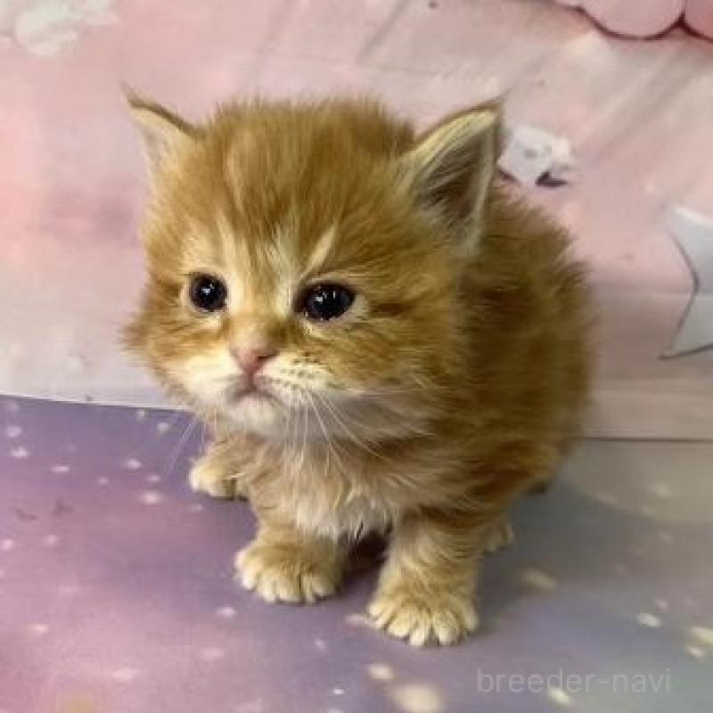 販売中の大阪府のスコティッシュフォールド-135175の5枚目