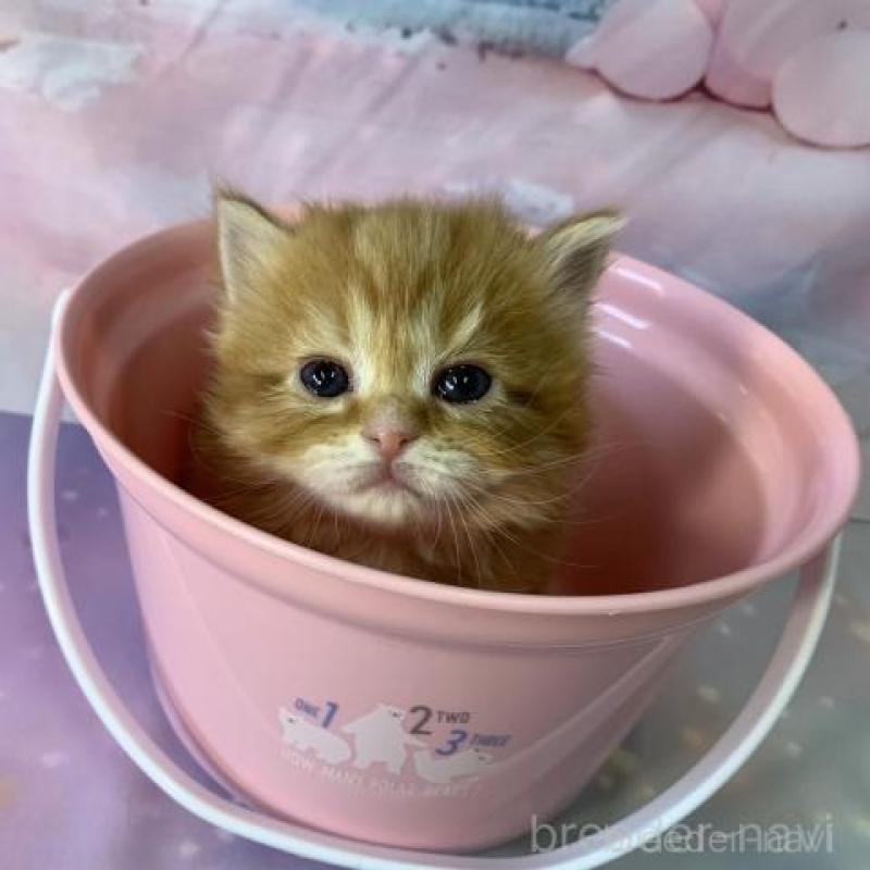 販売中の大阪府のスコティッシュフォールド-135175の3枚目