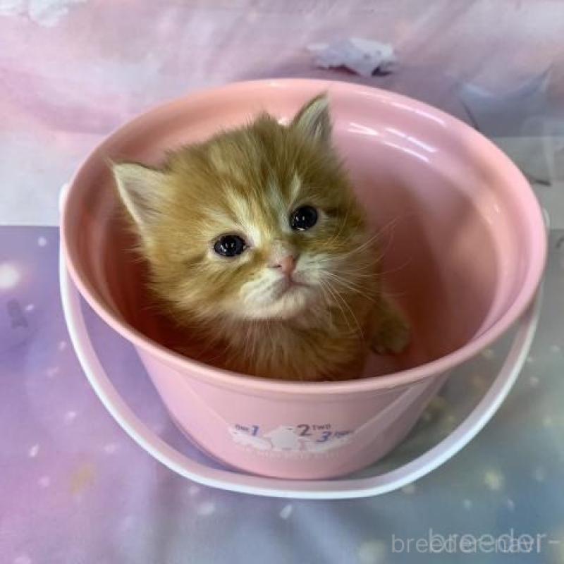 販売中の大阪府のスコティッシュフォールド-135175の2枚目