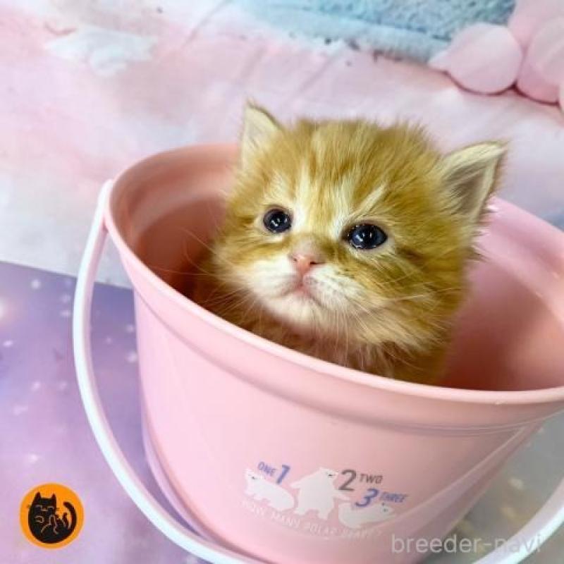 販売中の大阪府のスコティッシュフォールド-135175の1枚目