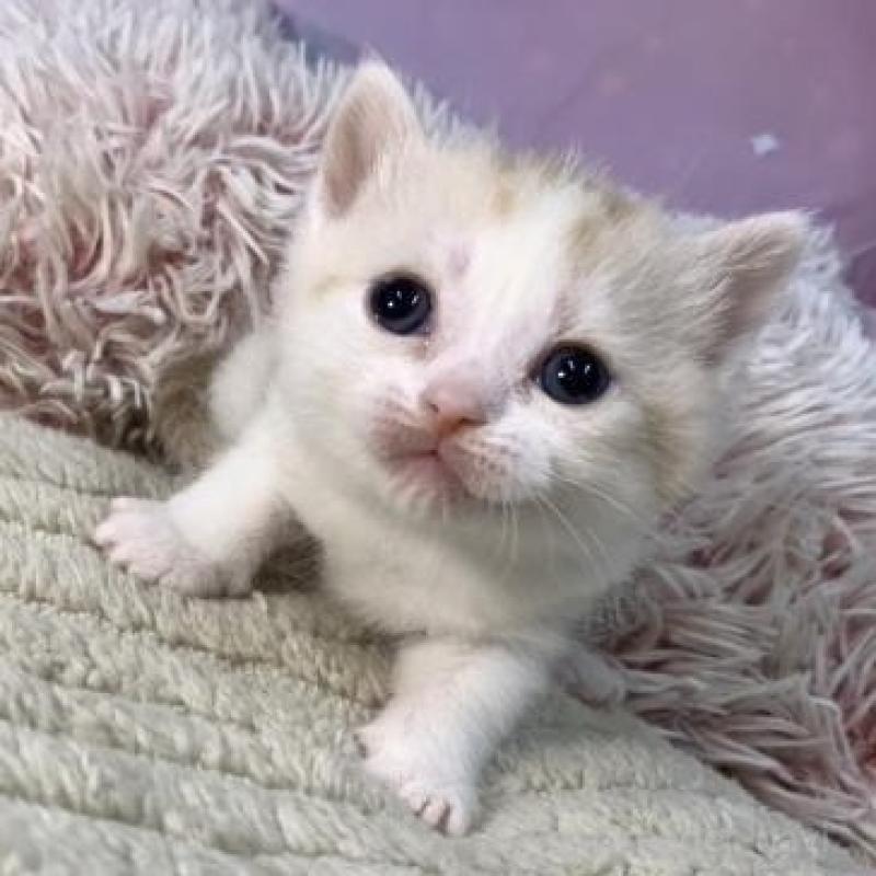 販売中の大阪府のマンチカン-135176の6枚目