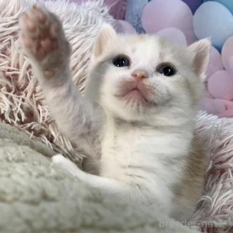 販売中の大阪府のマンチカン-135176の5枚目