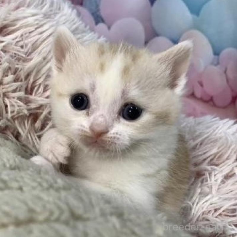 販売中の大阪府のマンチカン-135176の4枚目