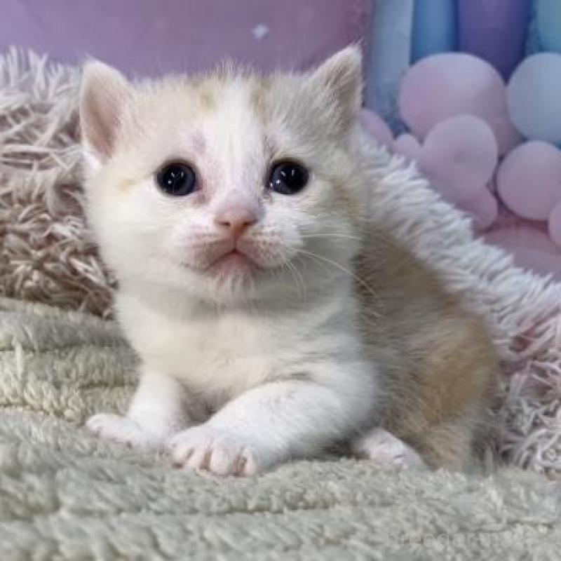 販売中の大阪府のマンチカン-135176の3枚目