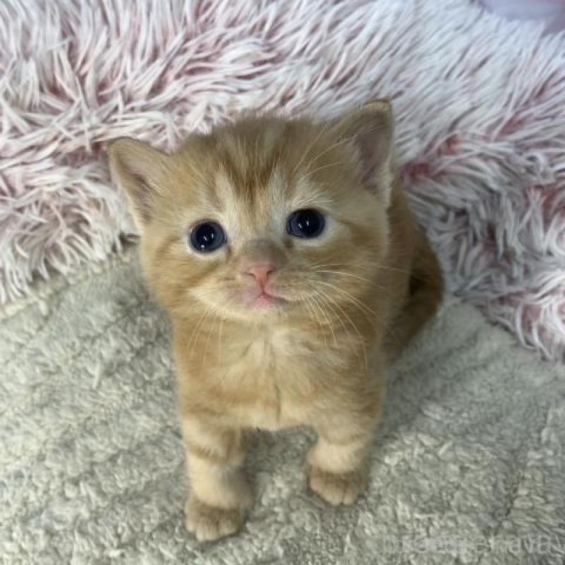 販売中の大阪府のマンチカン-135177の4枚目