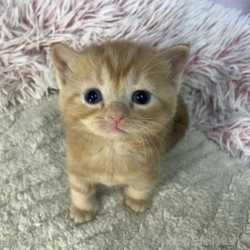 販売中の大阪府のマンチカン-135177の3枚目