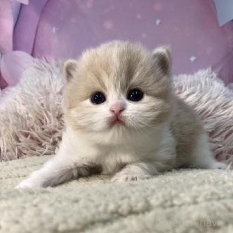 販売中の大阪府のマンチカン-135178の3枚目