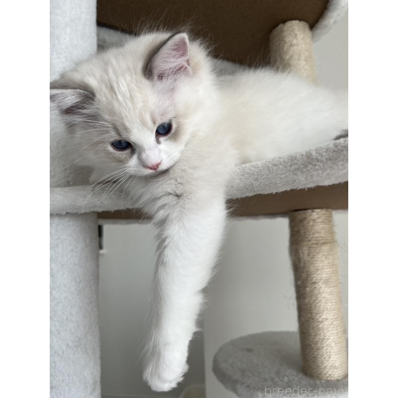 販売中の福島県のラグドール-135179の8枚目