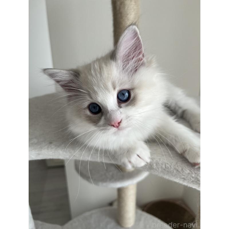 販売中の福島県のラグドール-135179の7枚目