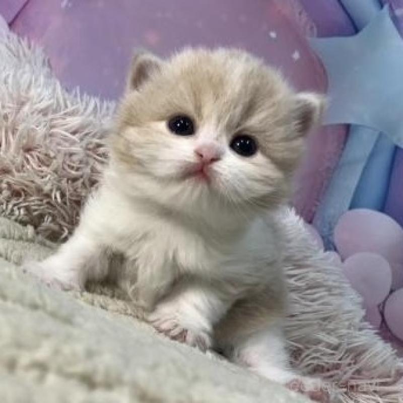 販売中の大阪府のマンチカン-135178の2枚目