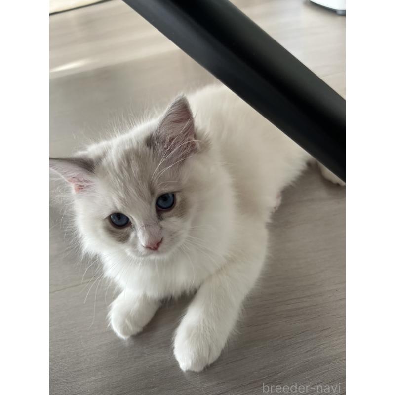 販売中の福島県のラグドール-135179の6枚目