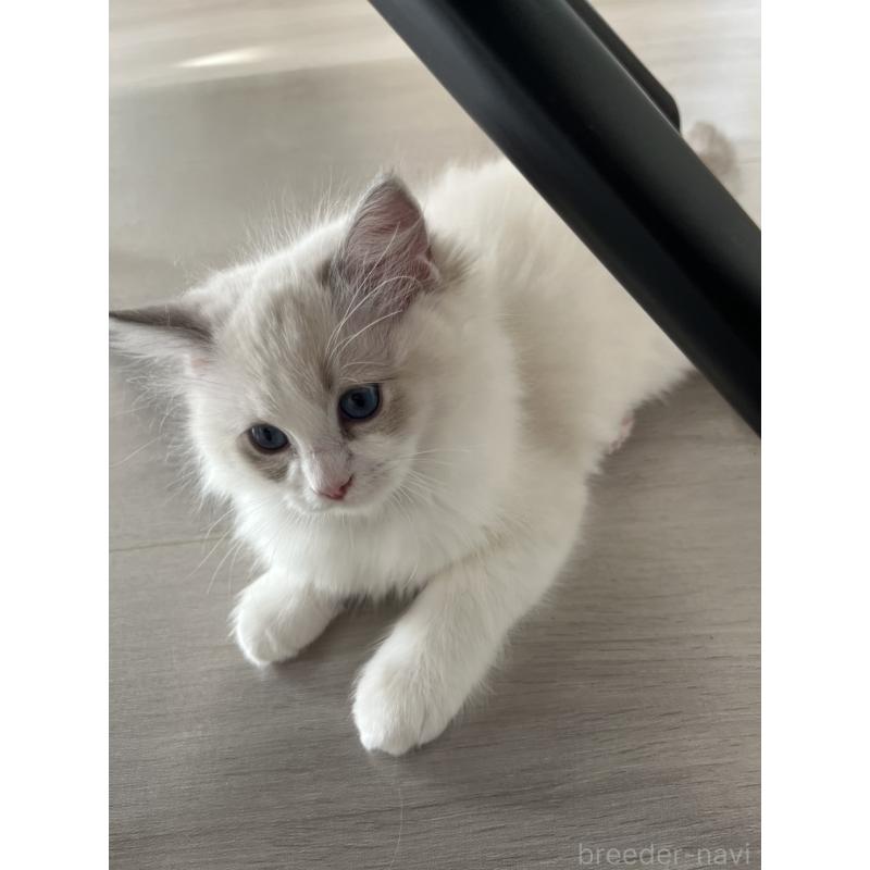 販売中の福島県のラグドール-135179の5枚目