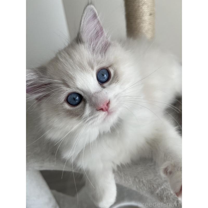 販売中の福島県のラグドール-135179の2枚目