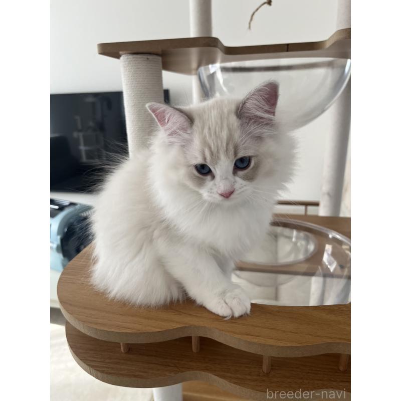 販売中の福島県のラグドール-135181の6枚目