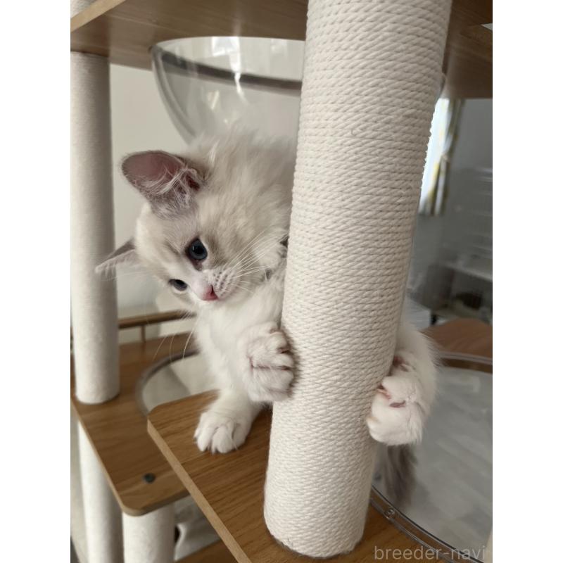 販売中の福島県のラグドール-135181の5枚目