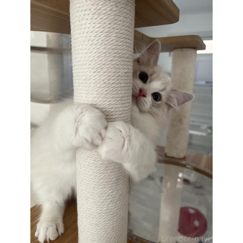 販売中の福島県のラグドール-135181の4枚目