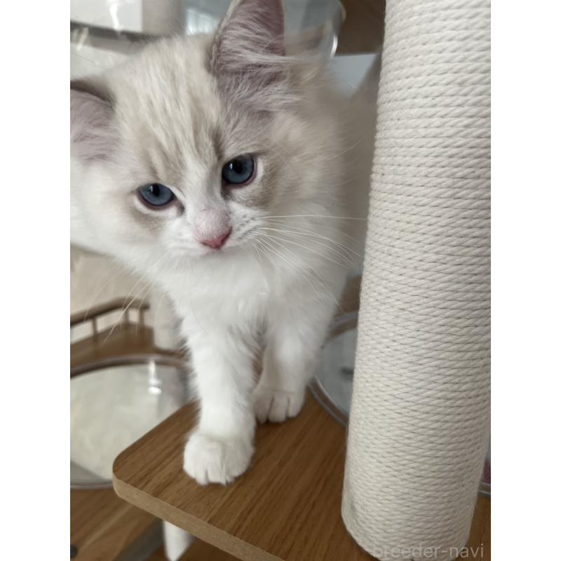 販売中の福島県のラグドール-135181の3枚目