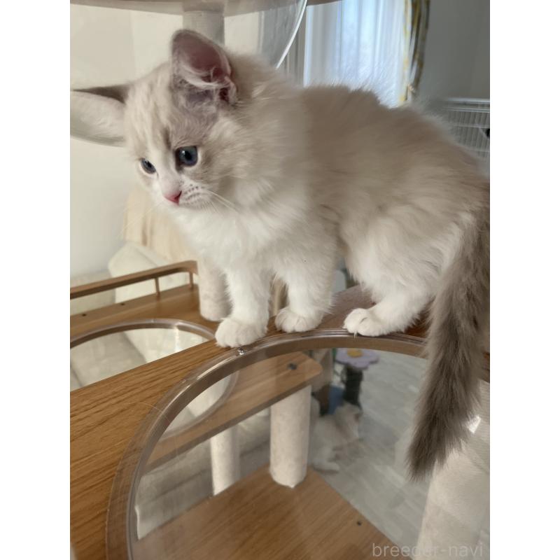 販売中の福島県のラグドール-135181の2枚目