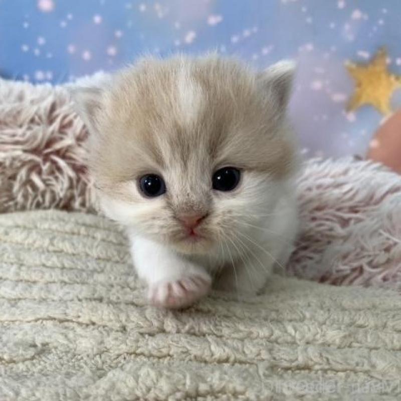 販売中の大阪府のスコティッシュフォールド-135180の6枚目