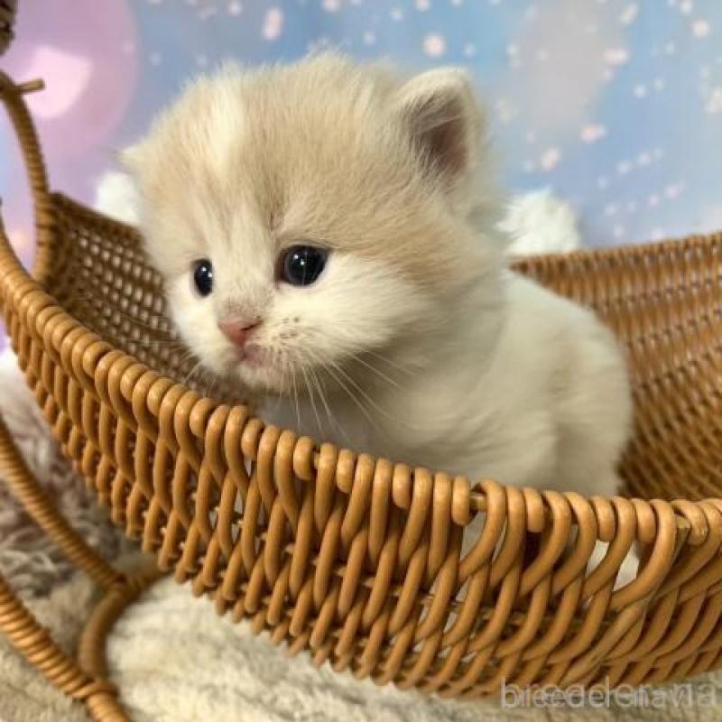 販売中の大阪府のスコティッシュフォールド-135180の5枚目